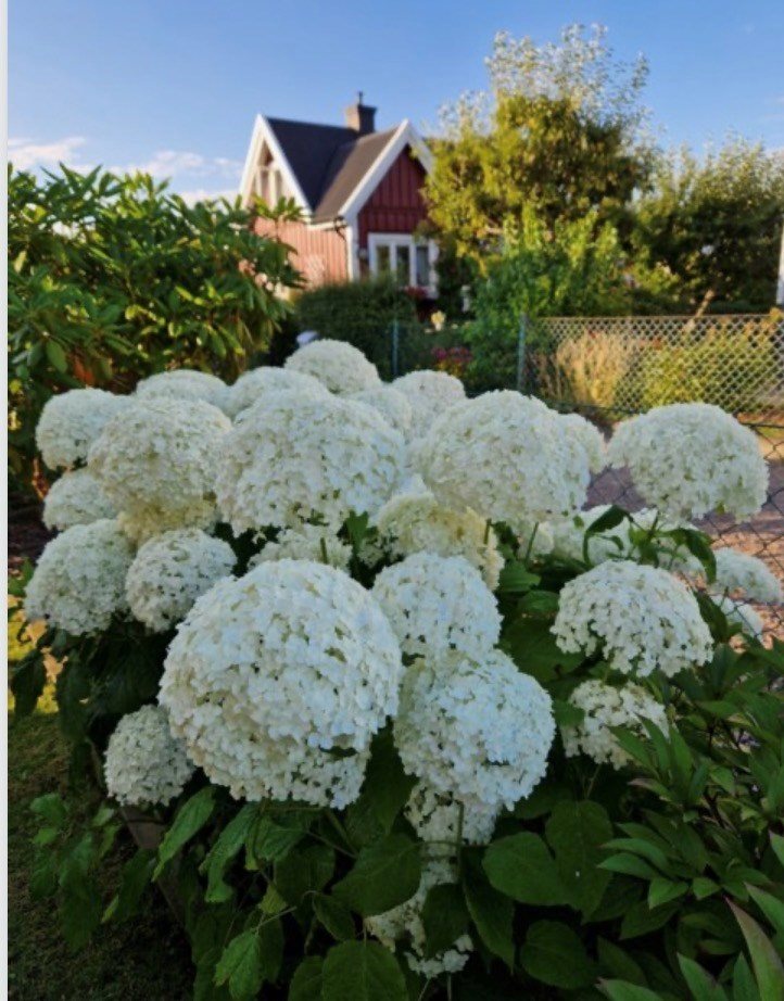 Bild Gulsporregången 230