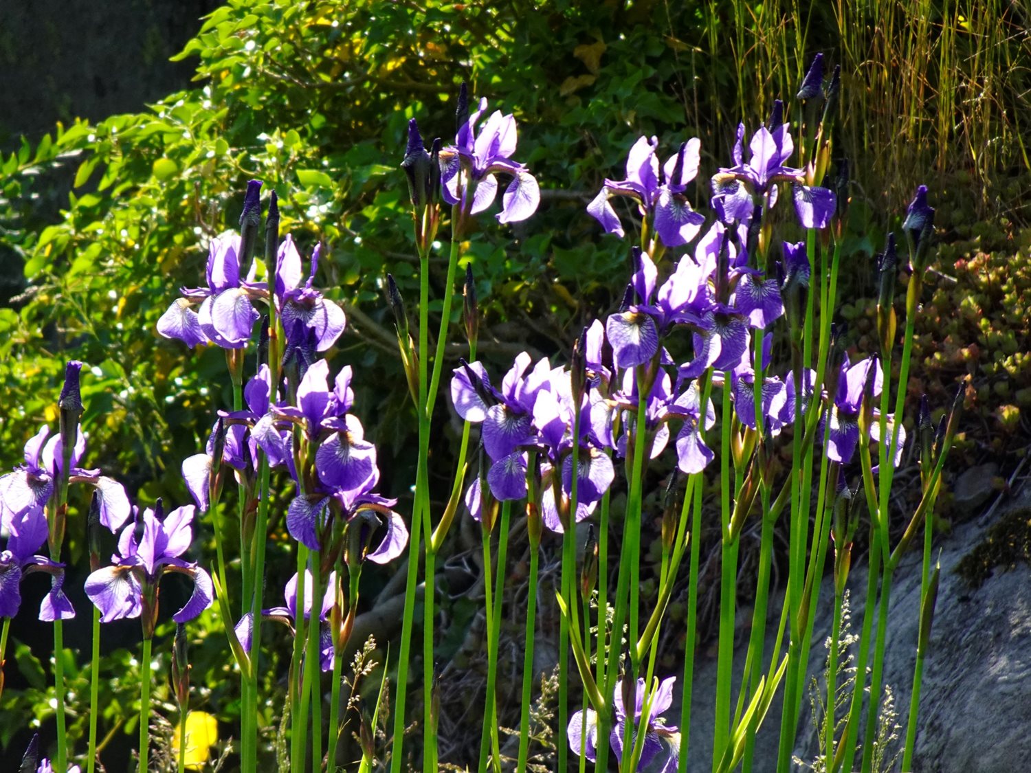 Säljarens egna bild