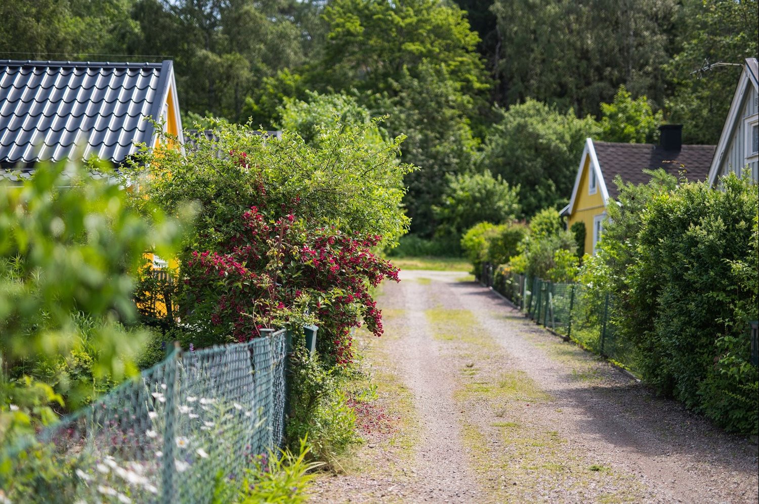 Sävsparvsgången