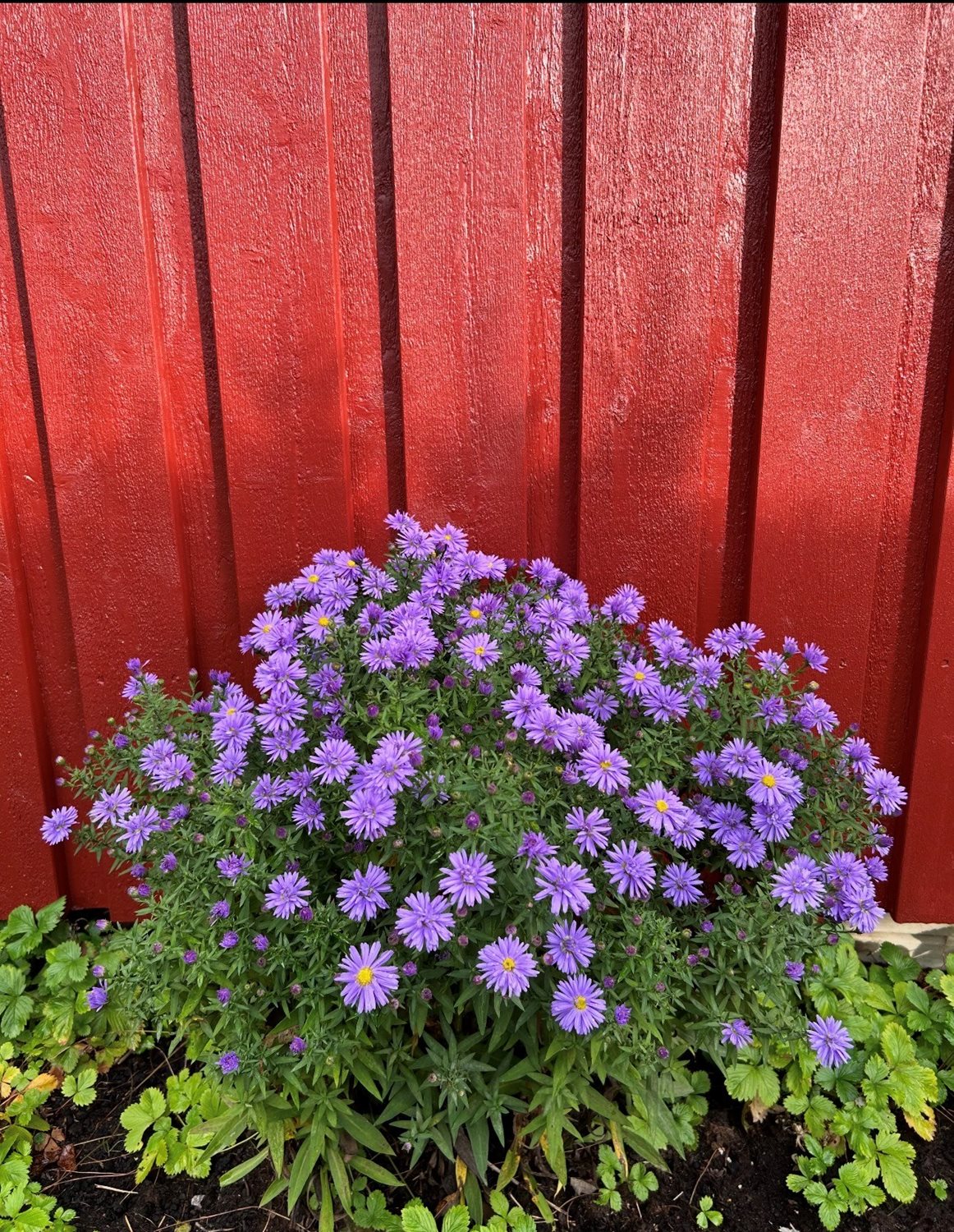Säljarens egna bild