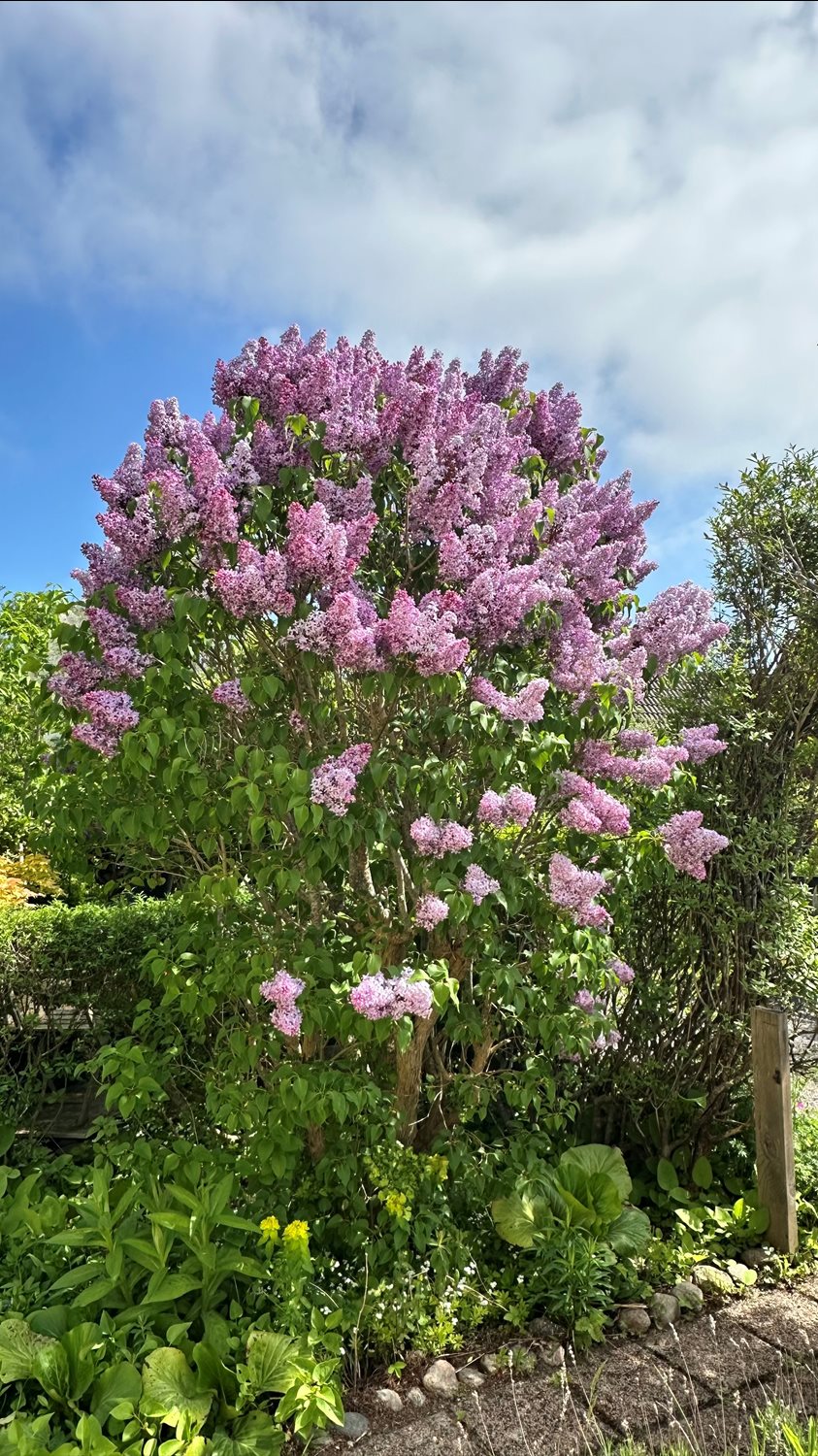 Syrénernas blomning vid grinden