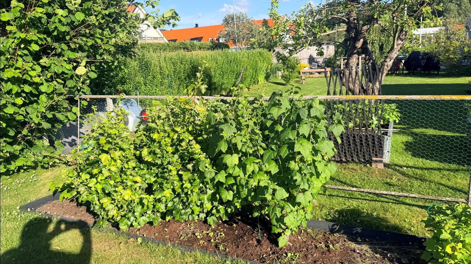 Bild Gulärlegången 166