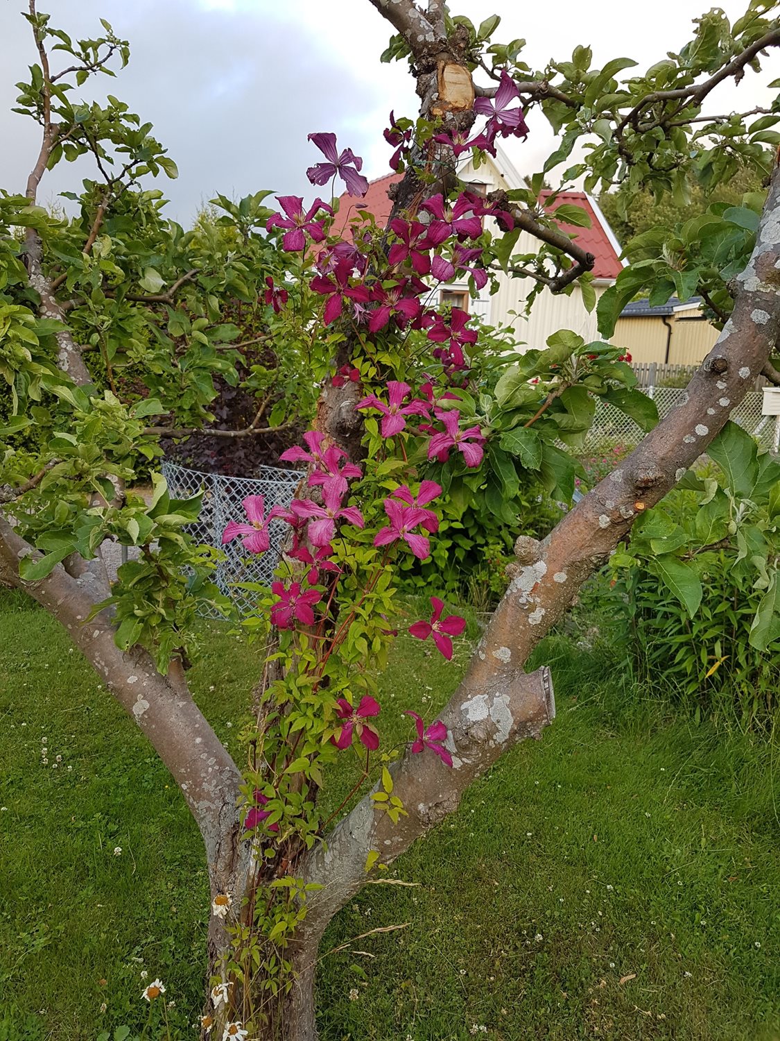 Klematis i äppleträdet