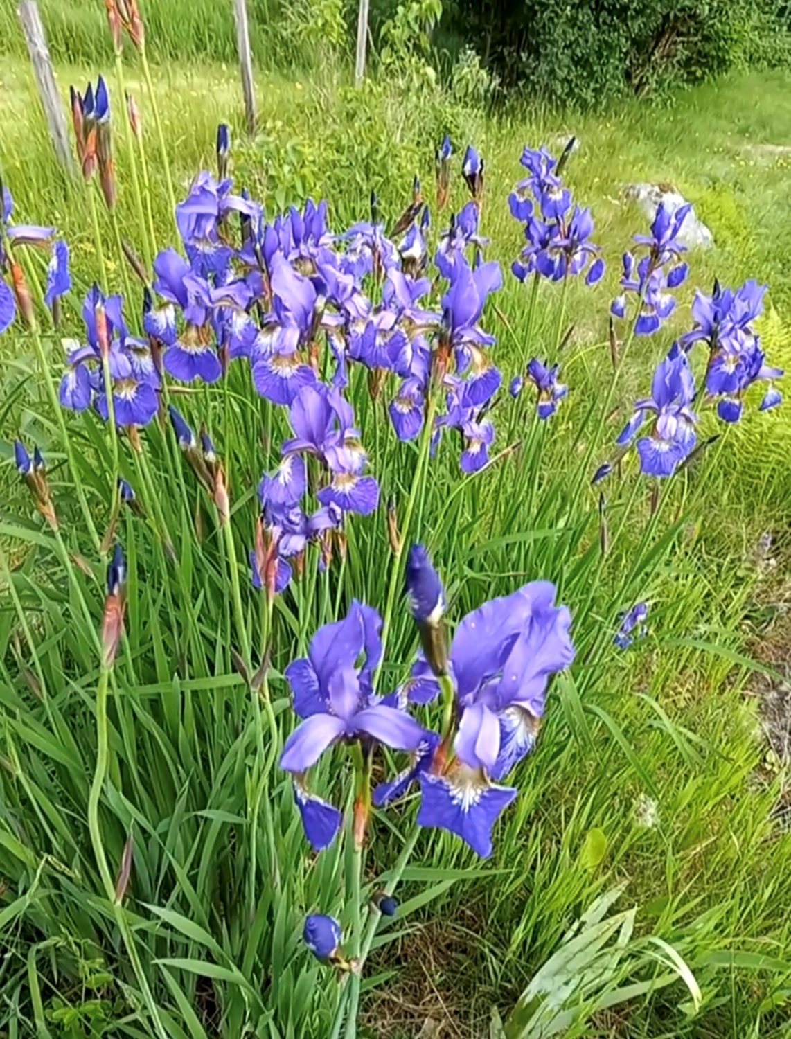Iris