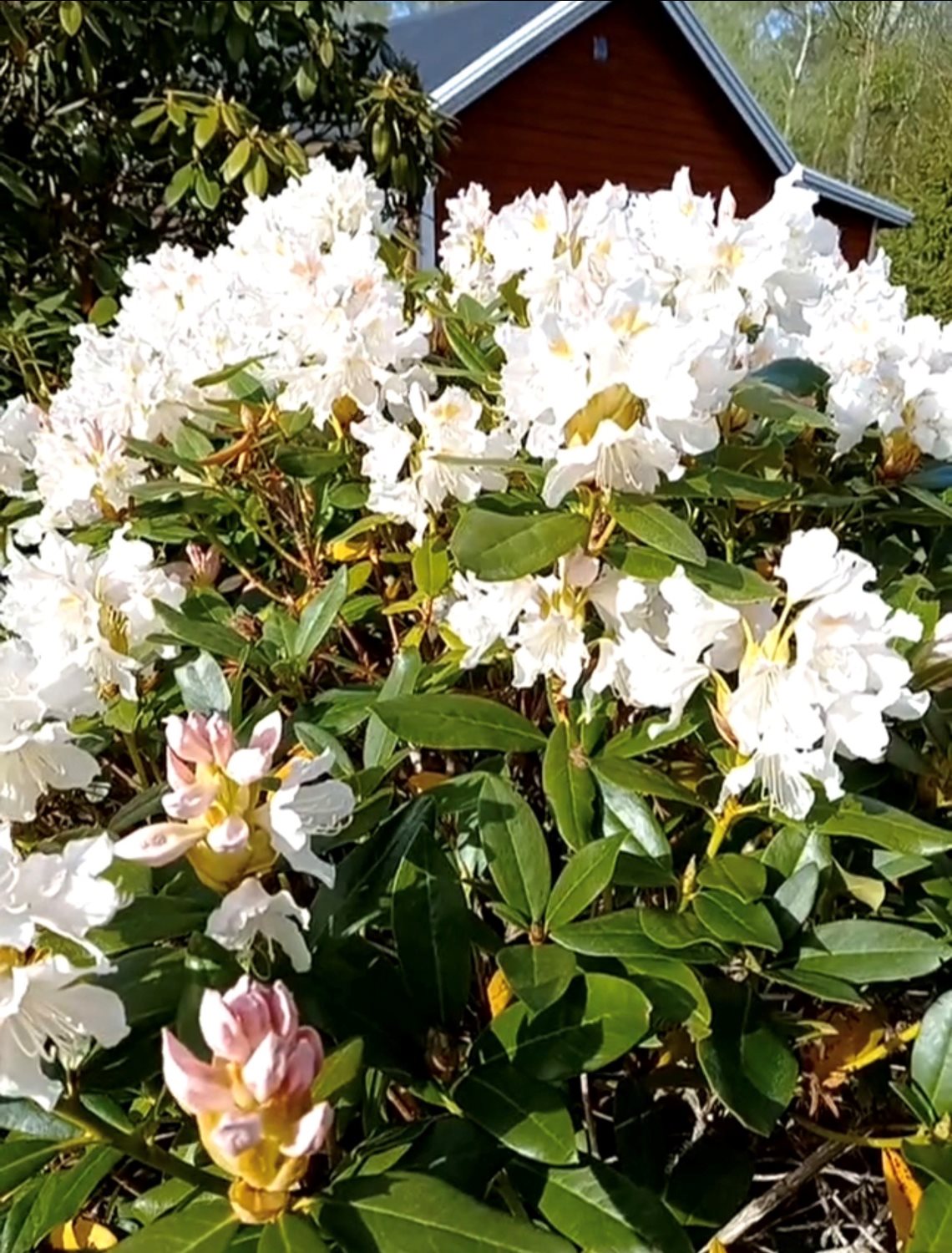 Azalea persil